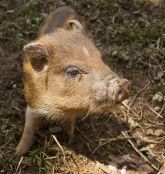 Greifvogelpark Saarburg - Greifvögel hautnah erleben! Greifvogelpark Saarburg - Greifvögel hautnah erleben!