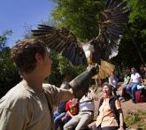 Greifvogelpark Saarburg - Greifvögel hautnah erleben! Greifvogelpark Saarburg - Greifvögel hautnah erleben!
