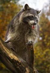 Greifvogelpark Saarburg - Greifvögel hautnah erleben! Greifvogelpark Saarburg - Greifvögel hautnah erleben!