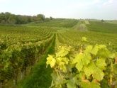Weinberge Weinberge