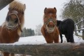 Unsere 3 Ponys Pinky, Alex und Naomi  Unsere 3 Ponys Pinky, Alex und Naomi