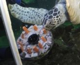 Bild: SEA LIFE Speyer