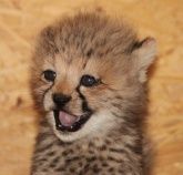 Zoo Neuwied Zoo Neuwied