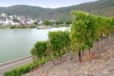 Moselweingut Arnoldi Moselweingut Arnoldi