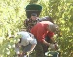 Weinlese Weinlese