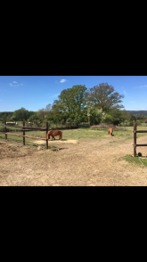 Auch die Ponys erfreuen sich eines großen Auslaufes 