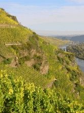 ... umgeben von Weinbergen mit Steilhängen -  die Steillage bringt die Meisterklasse des Rieslings hervor ... ... umgeben von Weinbergen mit Steilhängen -  die Steillage bringt die Meisterklasse des Rieslings hervor ...
