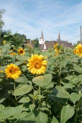 Sonnenaussicht Sonnenaussicht