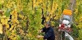 Weingut Haupts Alte Winzerstube an der Mosel Weingut Haupts Alte Winzerstube an der Mosel