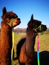 Alpakas Max & Moritz Alpakas Max & Moritz