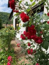 Unser gepflegter Garten