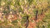 Weinberg im Herbst  Weinberg im Herbst