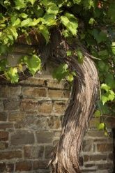 Unser Weinstock Unser Weinstock