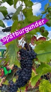 Weingut, Gästezimmer und Ferienwohnung Jörg Thul Weingut, Gästezimmer und Ferienwohnung Jörg Thul