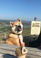 Weingut, Gästezimmer und Ferienwohnung Jörg Thul Weingut, Gästezimmer und Ferienwohnung Jörg Thul
