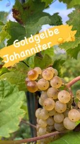 Weingut, Gästezimmer und Ferienwohnung Jörg Thul Weingut, Gästezimmer und Ferienwohnung Jörg Thul