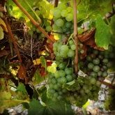 Weingut & Straußwirtschaft Comes Weingut & Straußwirtschaft Comes