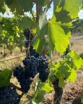 Event Location Kleines Rheinhessen im Weingut Seyberth Event Location Kleines Rheinhessen im Weingut Seyberth