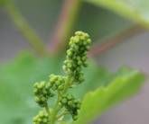 Ferienweingut Hammes