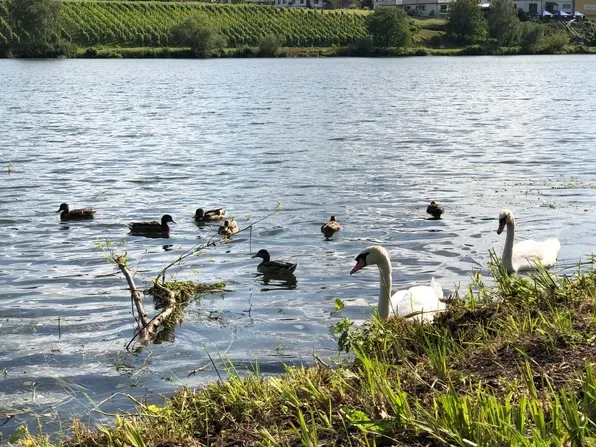 Ferienwohnung Moseldiamant Ferienwohnung Moseldiamant