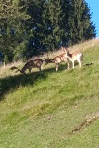 Appartement Igel im Haus Eifelstein