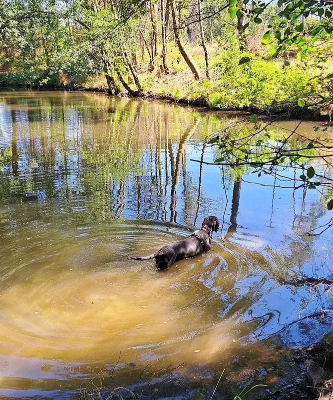  Ferienhaus Wibbecke Westerwald