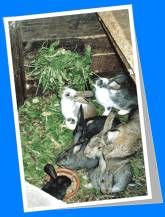 Ferienwohnung Obsthof Häberle