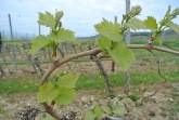 Frühlingserwachen in den Weinbergen