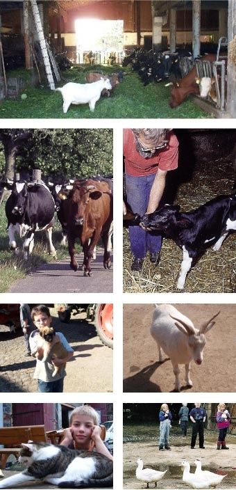 Familien- und Gruppenherberge im alten Hof - Vogelsberg - Bauernhof erleben