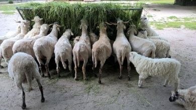 Schafe im Tiergarten Worms