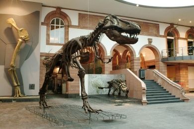 Senckenberg Naturkundemuseum