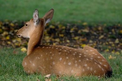 Wildpark Frankenberg