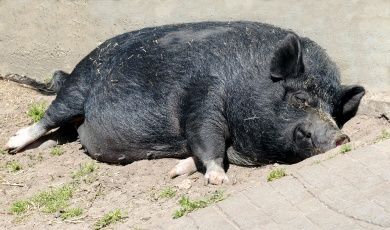 Hängebauchschwein Symbolbild