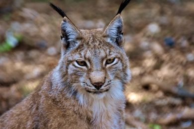 Luchs Symbolbild