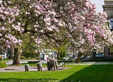 ein Kurpark mit Magnolienblüte