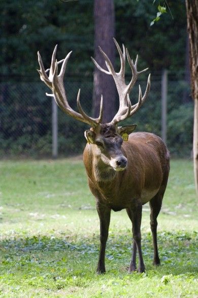 Wildgehege Baiersbronn