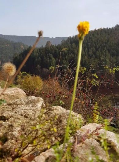Ferienwohnung Sommerbergparadies