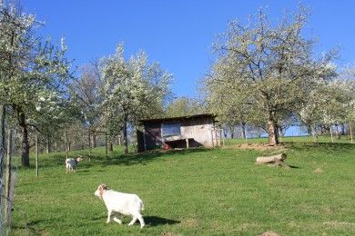 Ferienhof Brutoni Ferienwohnung Schwarzwaldtraum 