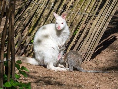 Zoo Kaiserslautern