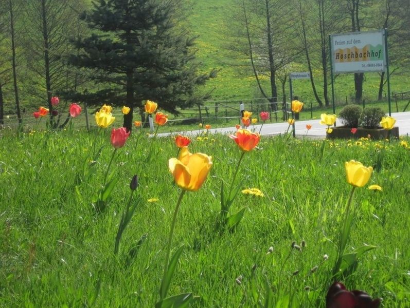 Hoschbachhof Zentral Im Odenwald Bauernhofurlaub