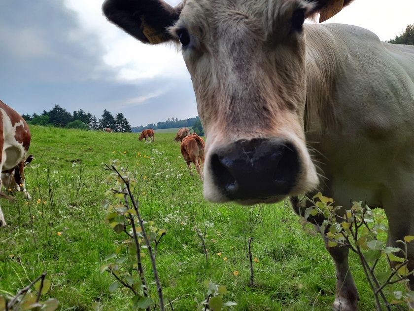 Tiere hautnah