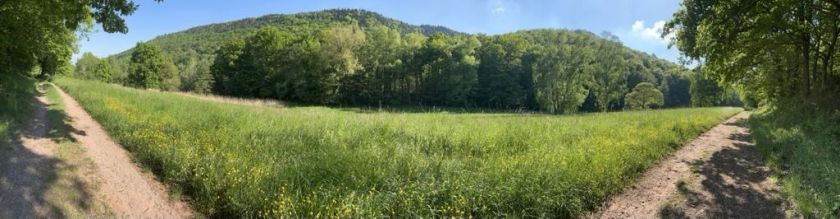 Feld, Wald, Wiese
