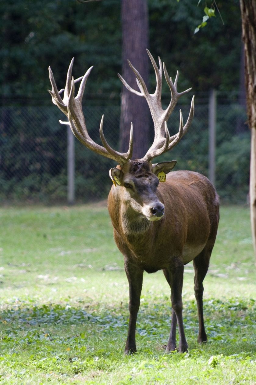 Wildgehege Baiersbronn