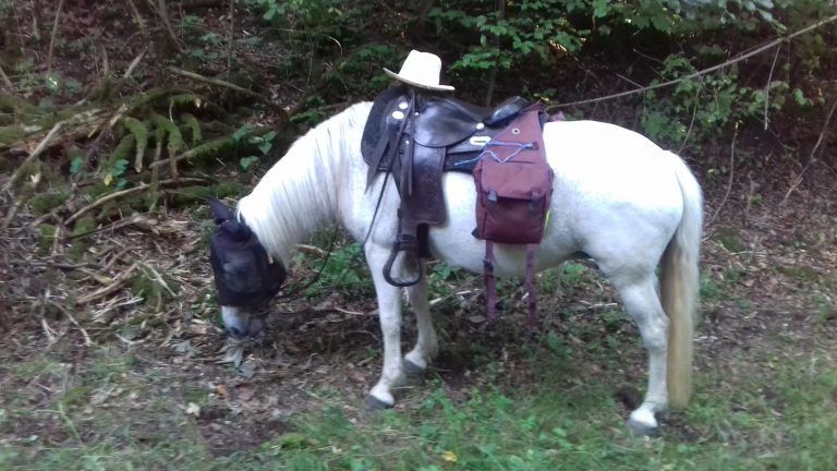 Wanderreiten auf der Schwäbischen Alb