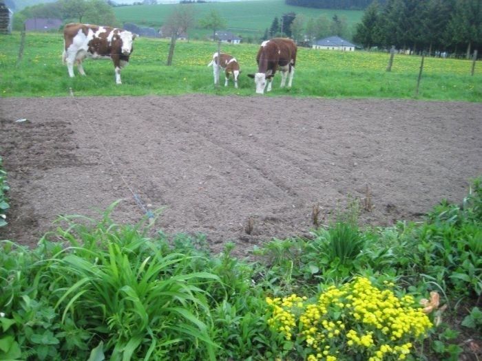 Kälbchen