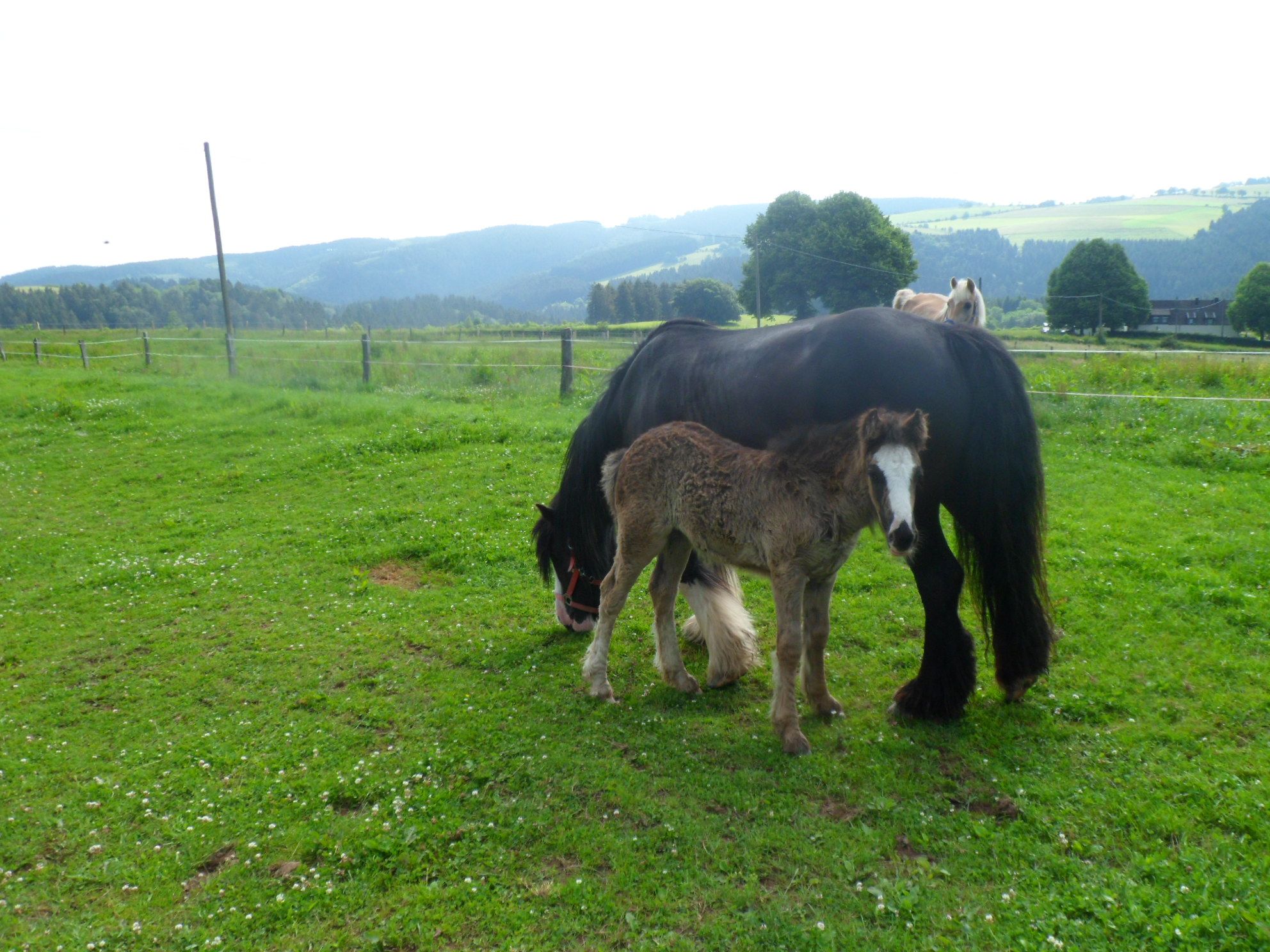 Ferienbauernhof Römerhof