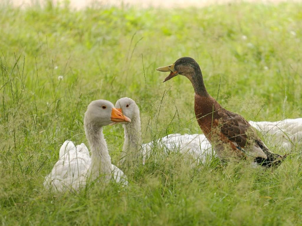 Ferienwohnung Landleben
