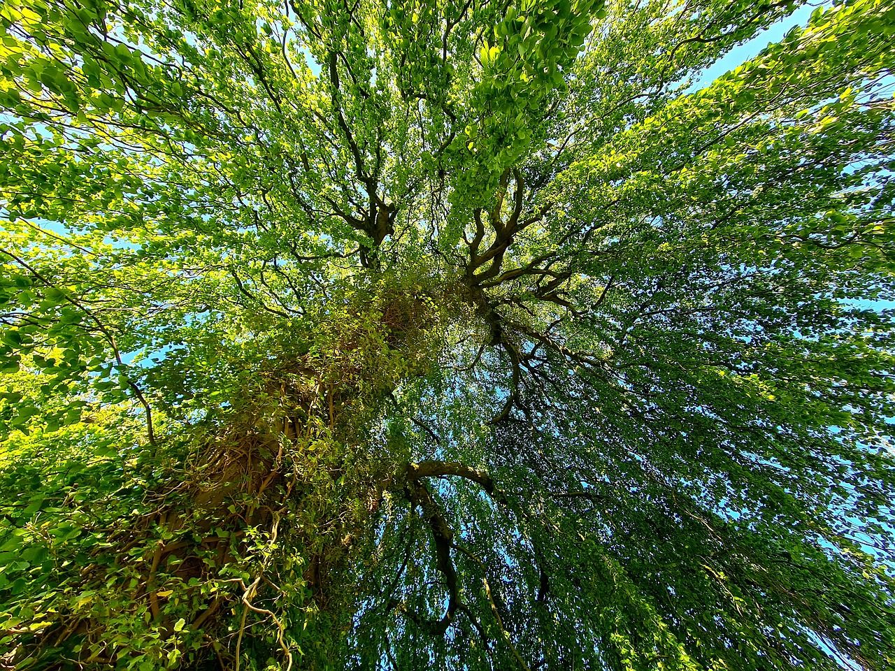 Neckarinsel Tübingen