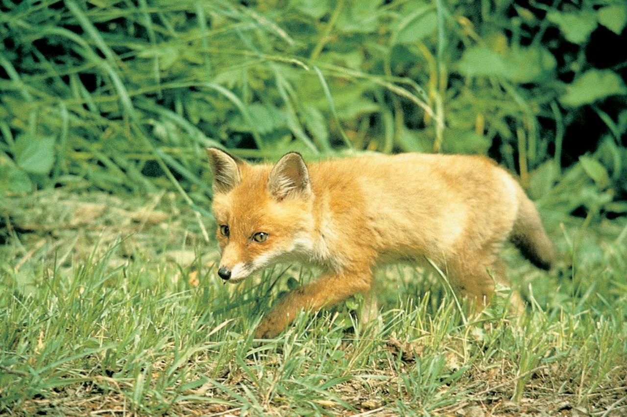 Outdoorhotel Wolffhotel