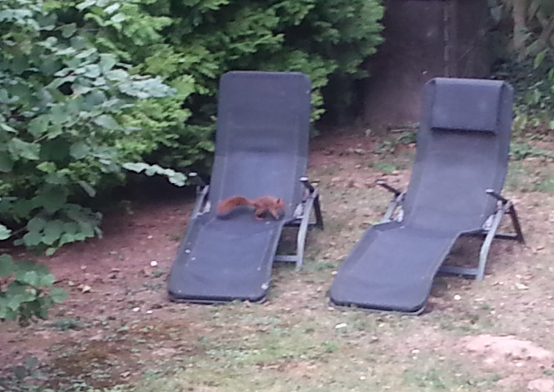 Besuch der Eichhörnchen